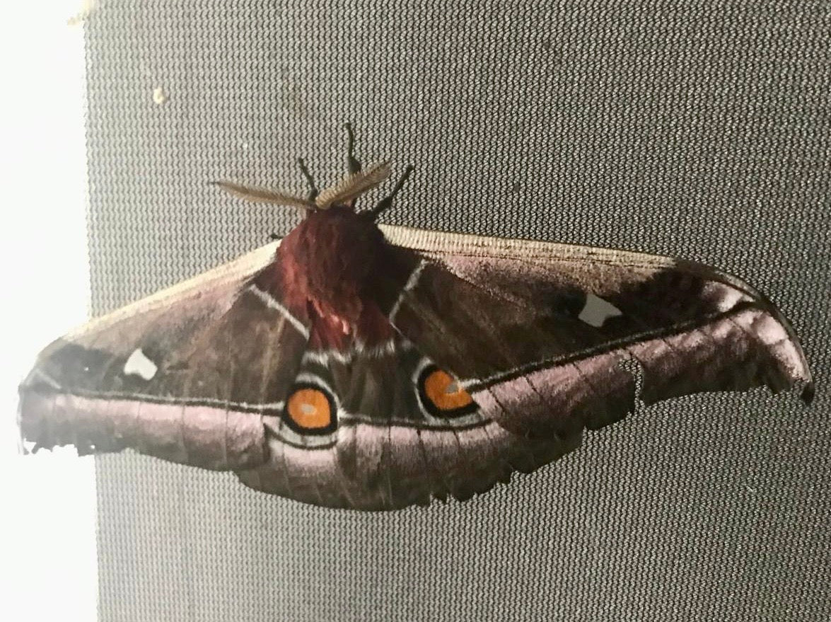 š 20 x Bunaea Alcinoe Eggs | Ultra-Rare Emperor Moth | Ā£14.95 - Free P&P