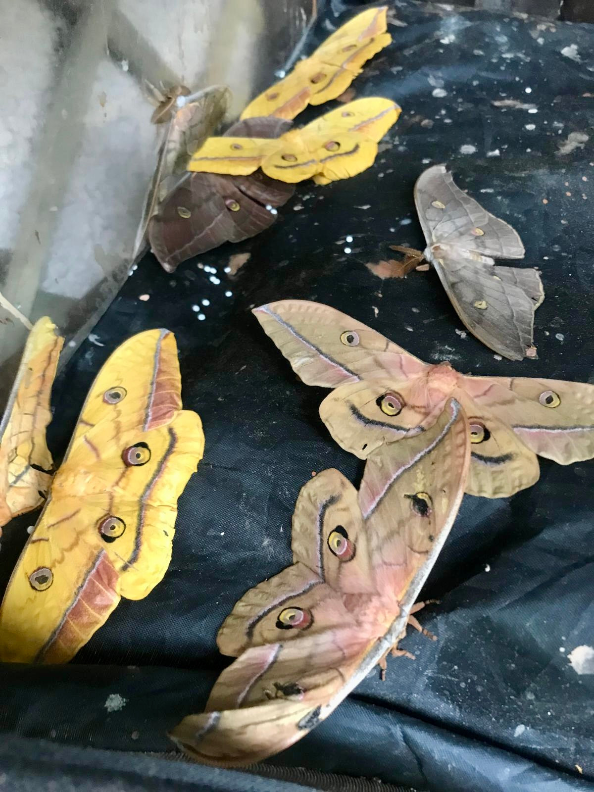 20x Antheraea yamamai Eggs – Japanese Oak Silkmoth - £12.95 - Free P&P