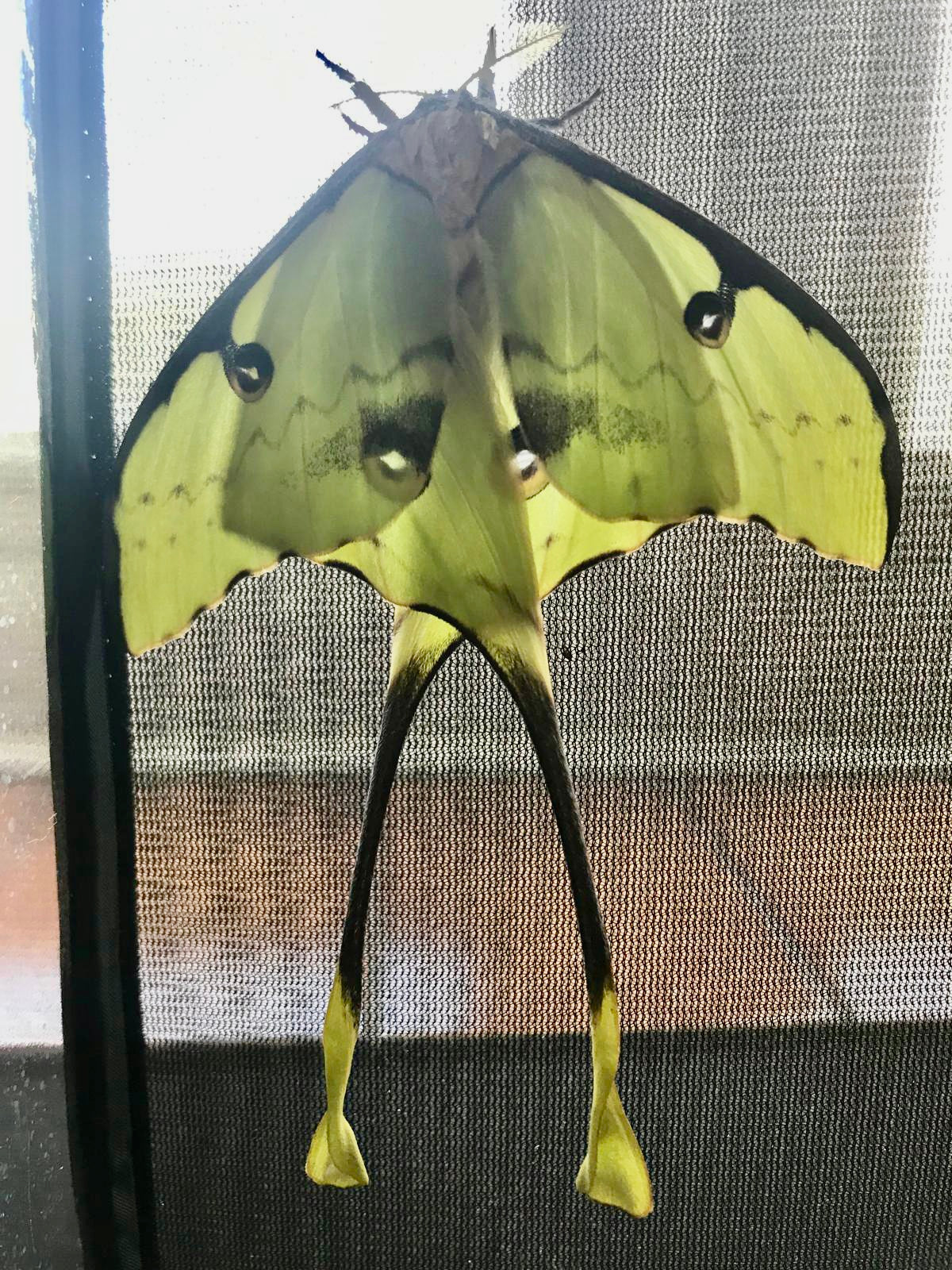 🦋 20 x African Moon Moth Eggs (Argema mimosae) - Premium Quality - Free P&P - £14.95