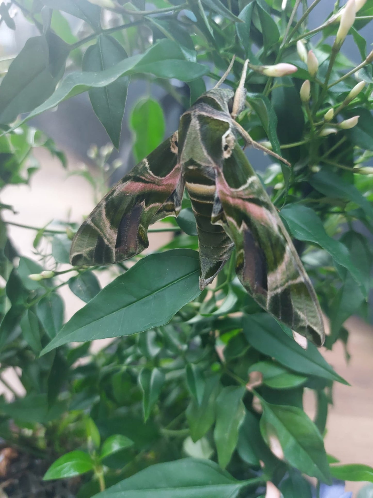Larvae Level 1 (On Privet) - 15 X Oleander Hawkmoth (Daphnis Nerii)