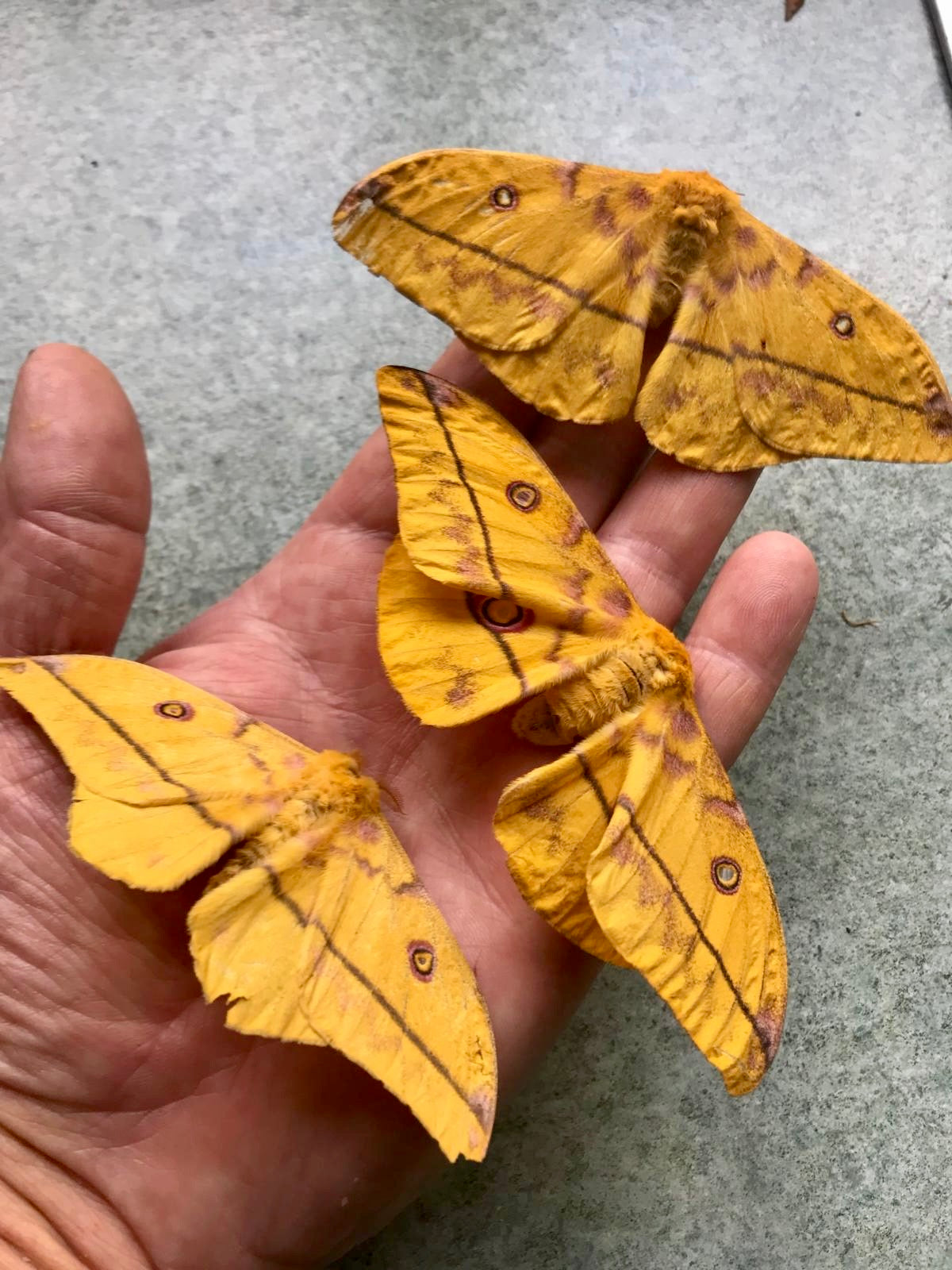 15 x Nudaurelia dione Larvae – African Emperor Moth | Brambles Bug Basket - Free P&P - £14.95