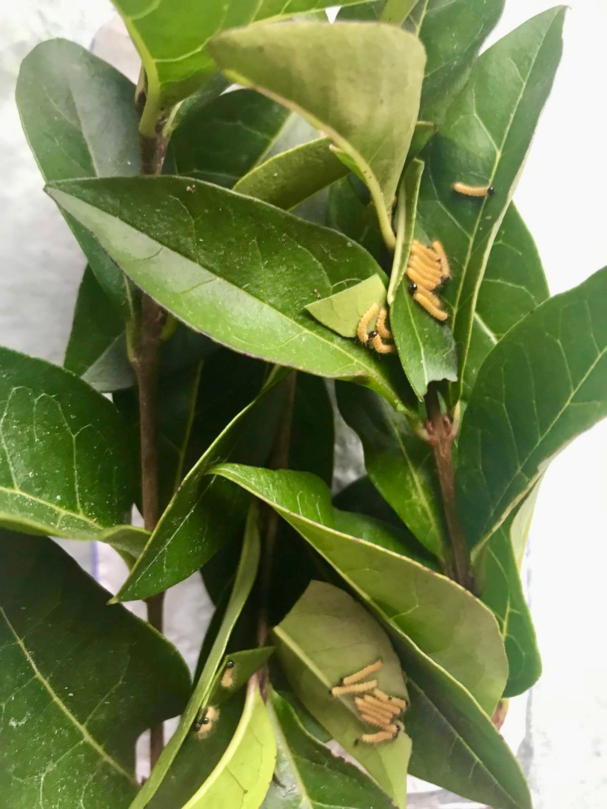 15 x Nudaurelia dione Larvae – African Emperor Moth | Brambles Bug Basket - Free P&P - £14.95