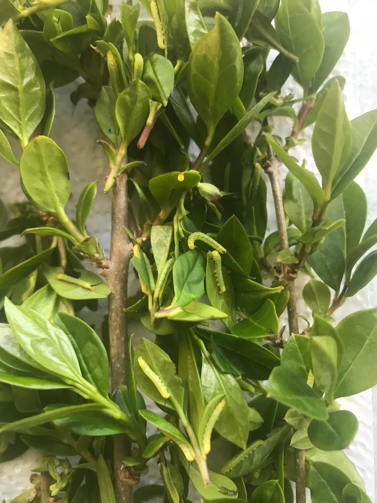 Oleander Hawk Moth Larvae – 15 Live Daphnis nerii Caterpillars - Exotic Sphinx Moth Species - Free P&P