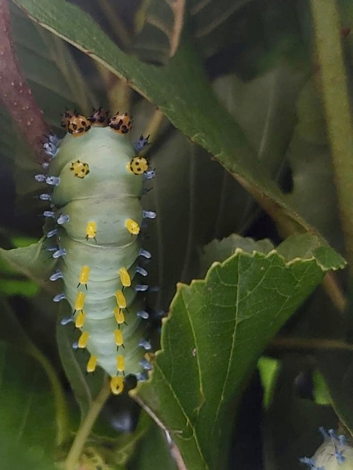 Robin Moth Eggs – 20 Premium Quality Hyalophora cecropia Eggs | Expert-Bred North American Stock | - Free P&P