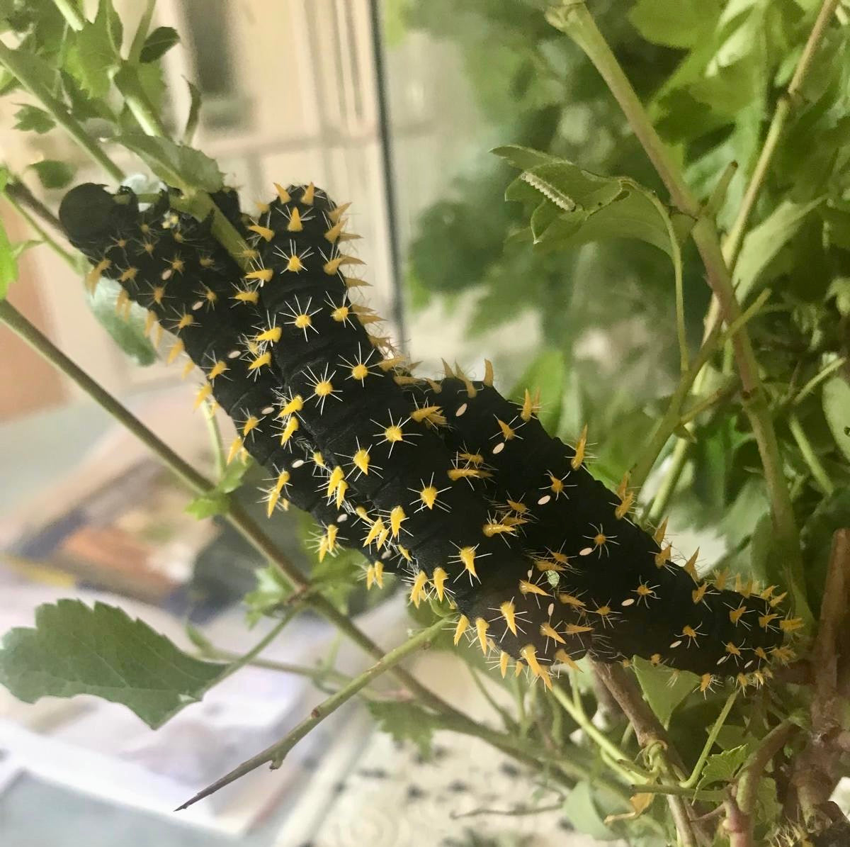 15 x Nudaurelia dione Larvae – African Emperor Moth | Brambles Bug Basket - Free P&P - £14.95