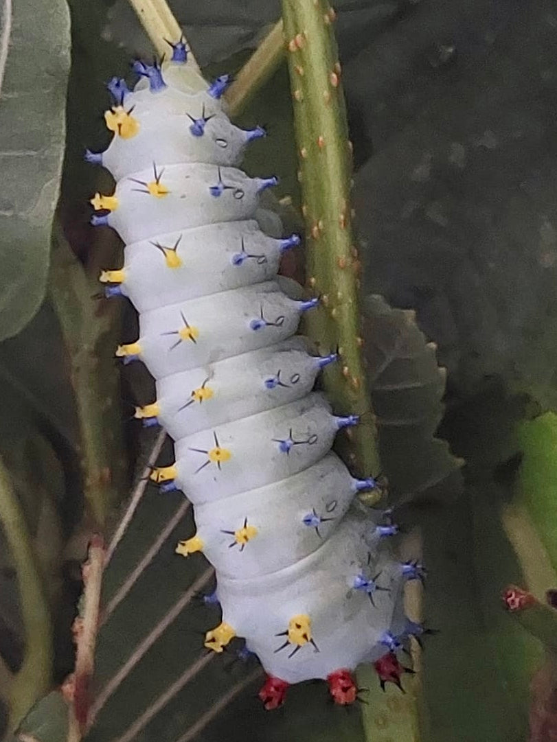 Robin Moth Eggs – 20 Premium Quality Hyalophora cecropia Eggs | Expert-Bred North American Stock | - Free P&P