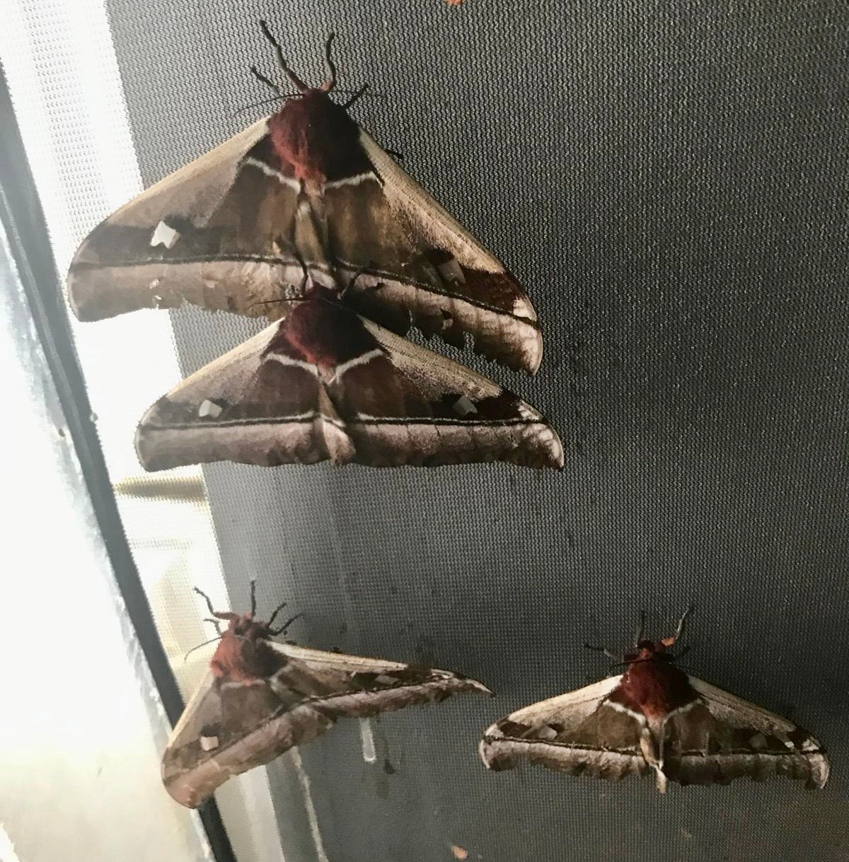 š 20 x Bunaea Alcinoe Eggs | Ultra-Rare Emperor Moth | Ā£14.95 - Free P&P