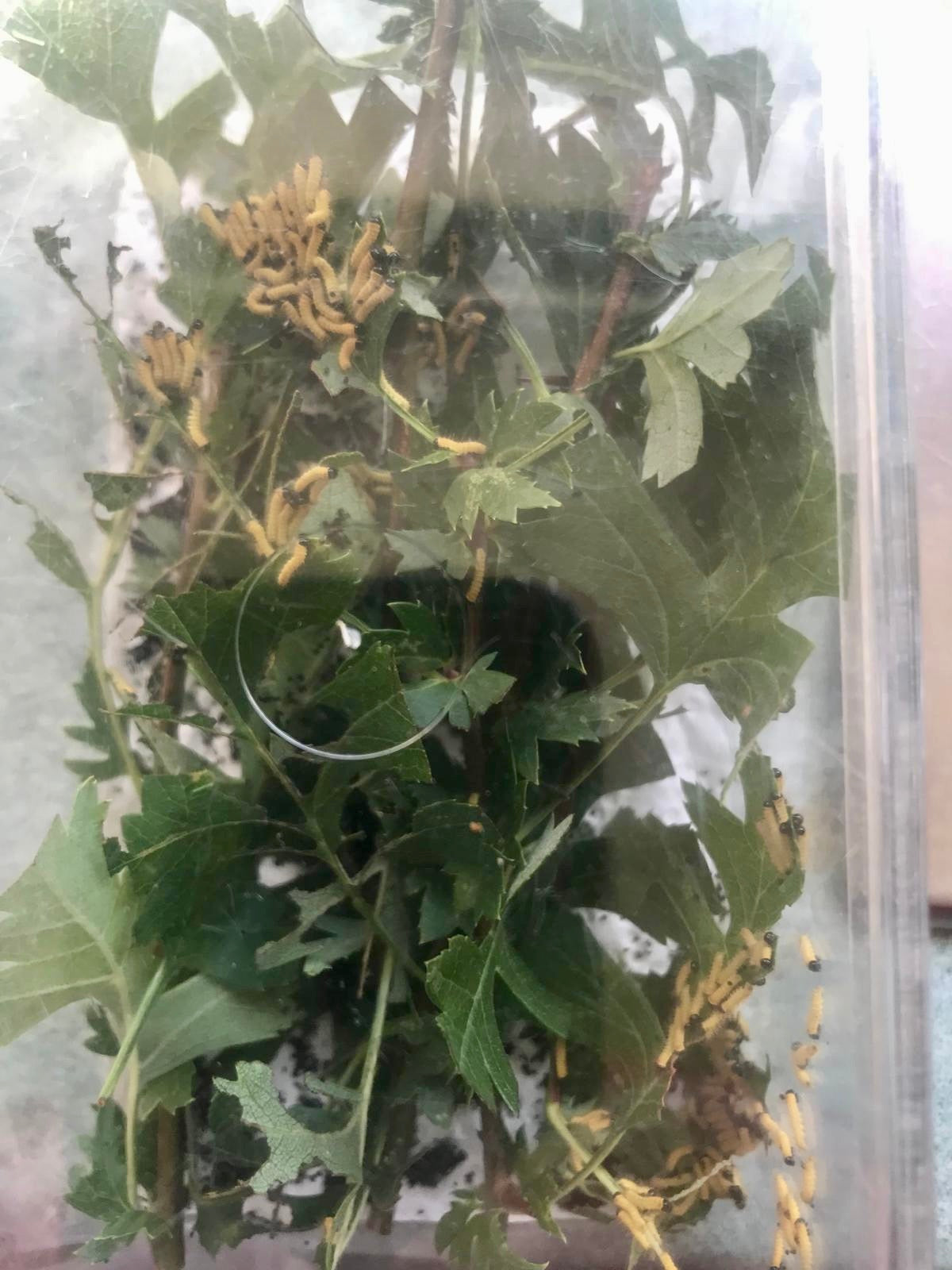 15 x Nudaurelia dione Larvae – African Emperor Moth | Brambles Bug Basket - Free P&P - £14.95