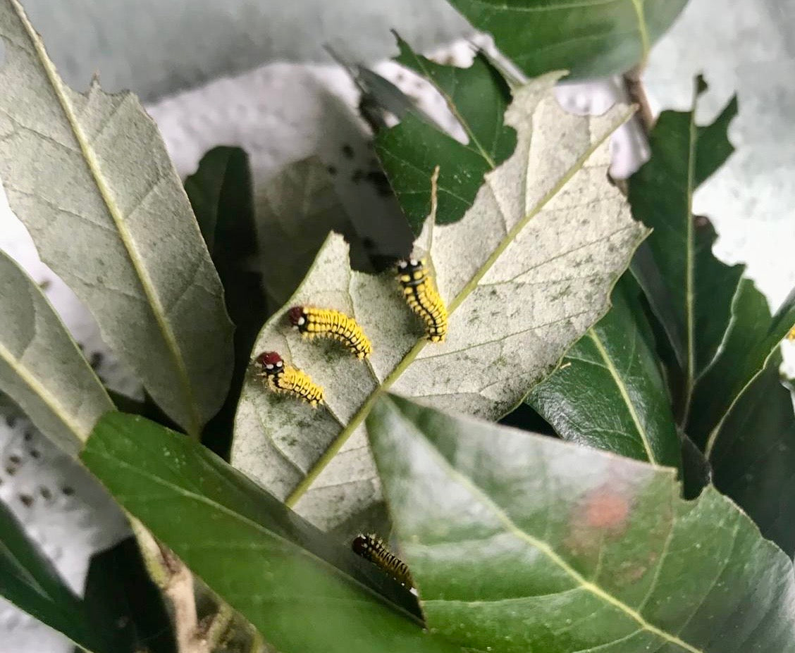 🌟 Buy Antheraea Godmanii Larvae– 15 Ultra-Rare Giant Silk Moth | £19.95 - Free P&P