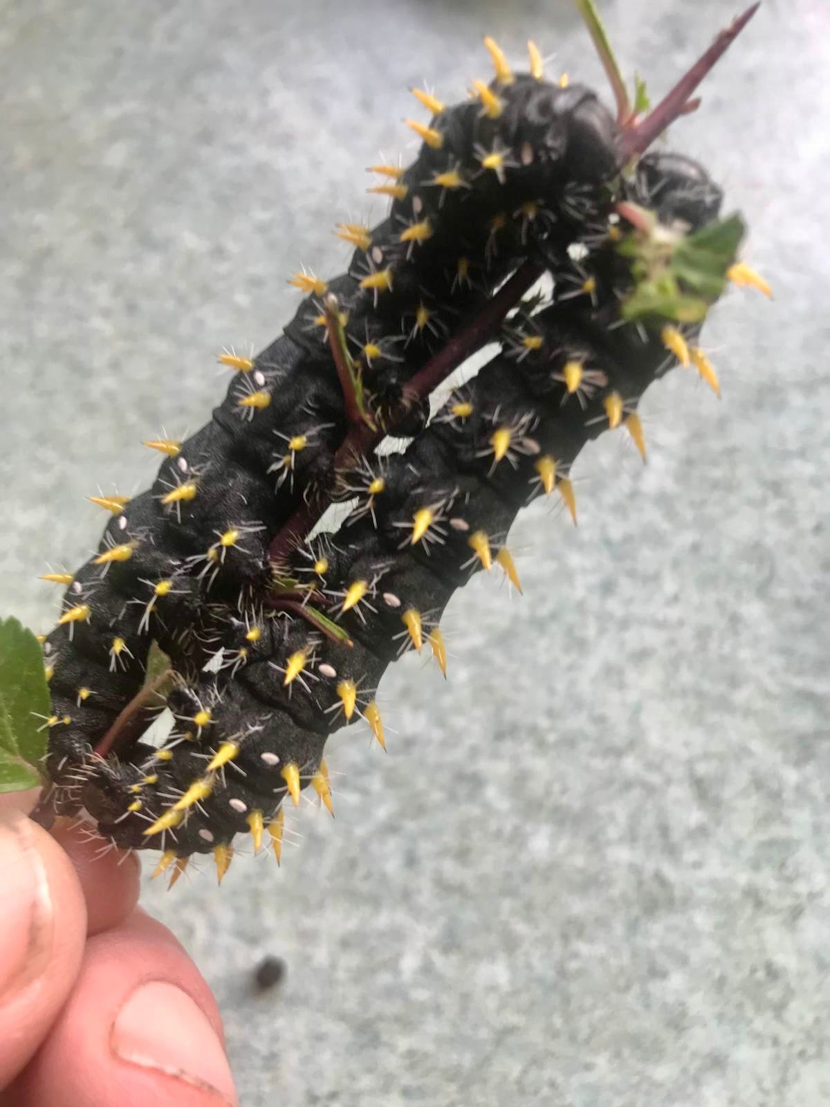 15 x Nudaurelia dione Larvae – African Emperor Moth | Brambles Bug Basket - Free P&P - £14.95