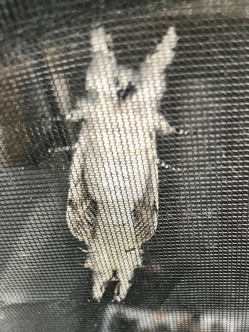 CERURA VINULA – PUSS MOTH – 10 Live Larvae (on Pussy Willow) - Level 3+ - Free P&P