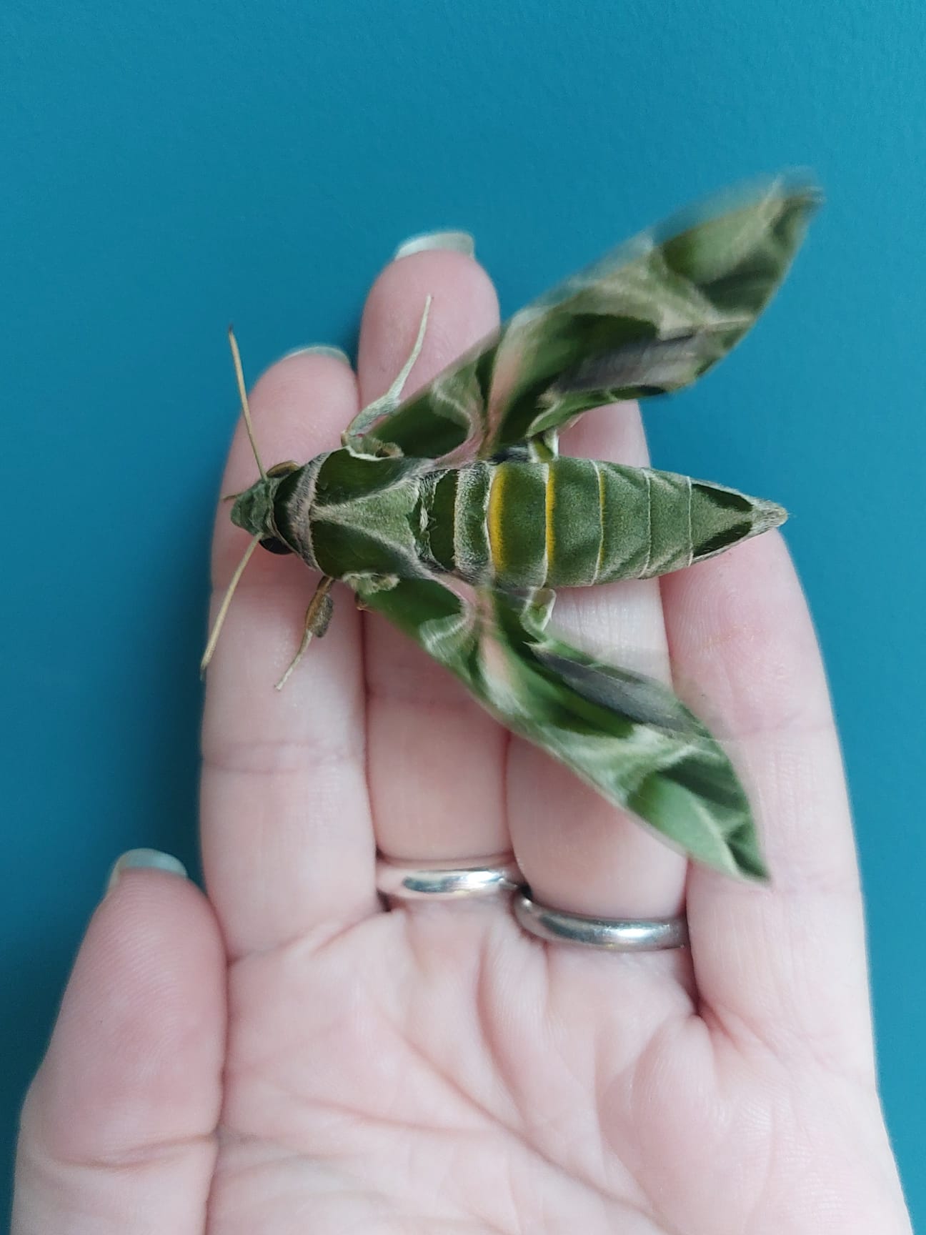 Larvae Level 1 (On Privet) - 15 X Oleander Hawkmoth (Daphnis Nerii)