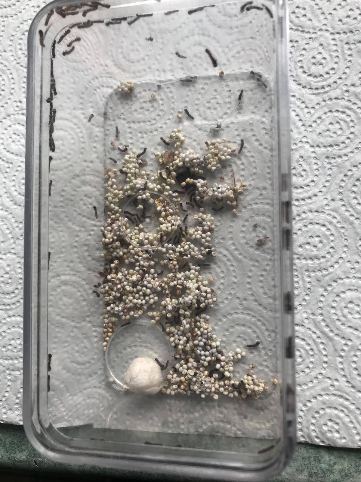 š 20 x Bunaea Alcinoe Eggs | Ultra-Rare Emperor Moth | Ā£14.95 - Free P&P