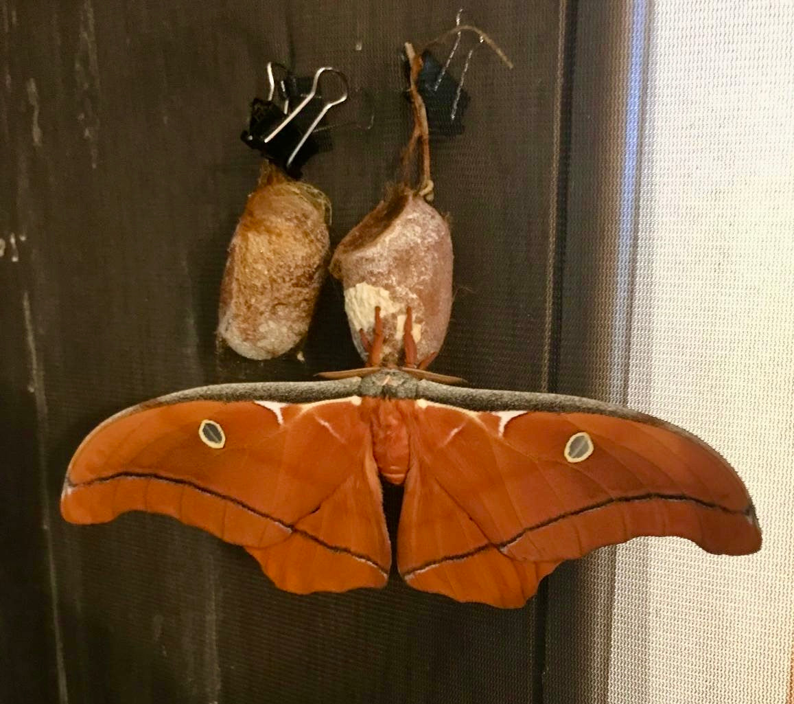 🌟 Buy Antheraea Godmanii Larvae– 15 Ultra-Rare Giant Silk Moth | £19.95 - Free P&P