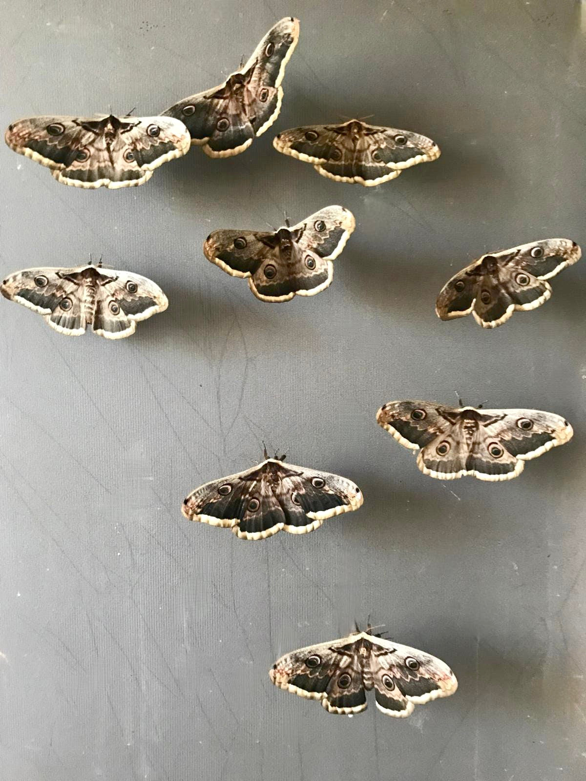 SATURNIA PYRI – GIANT PEACOCK MOTH – 15 Live Larvae (on Hawthorn) - Free P&P