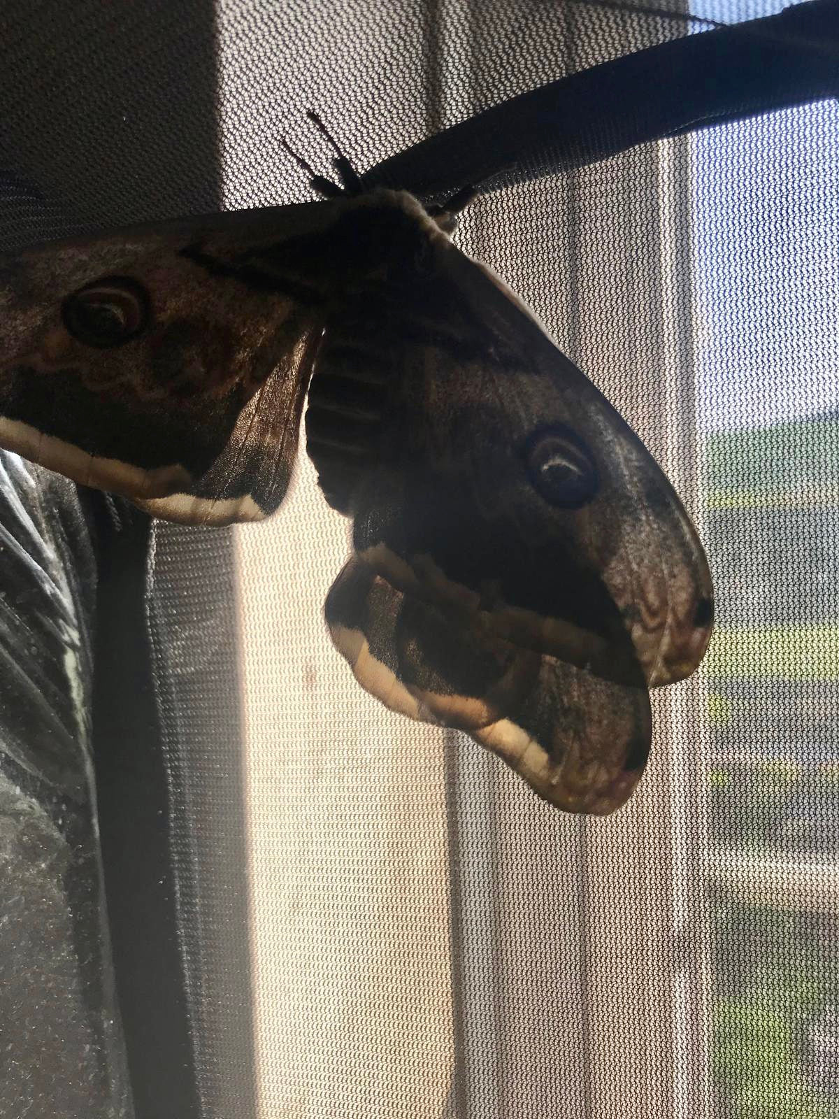 SATURNIA PYRI – GIANT PEACOCK MOTH – 15 Live Larvae (on Hawthorn) - Free P&P