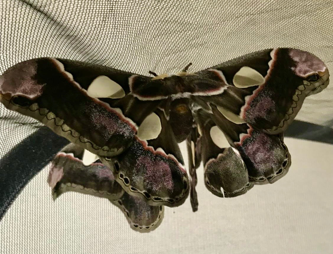 Rothschildia lebeccuatoralis Eggs/Ova - 20 Premium Silk Moth £12.95 - Free P&P