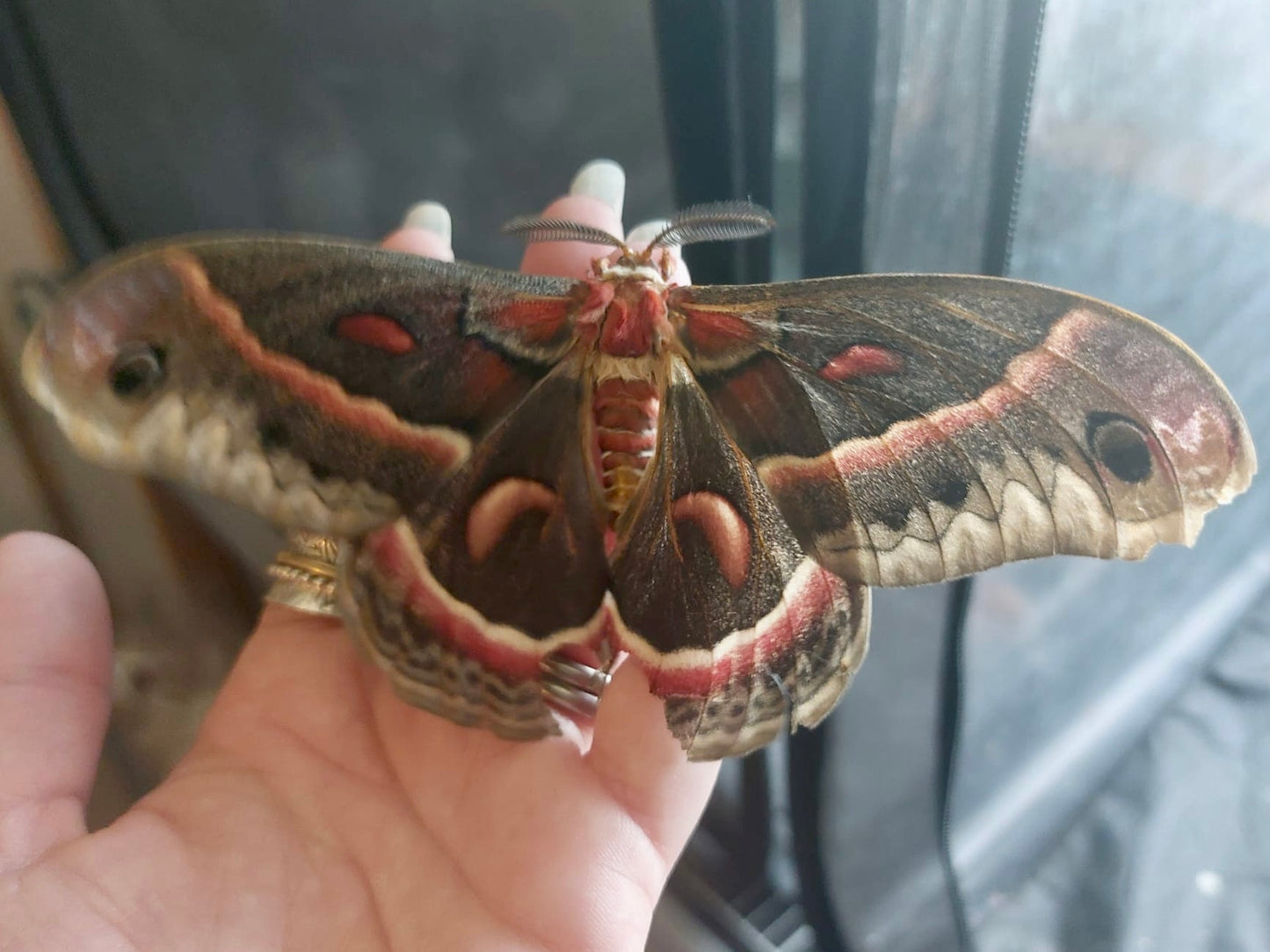 Robin Moth Eggs – 20 Premium Quality Hyalophora cecropia Eggs | Expert-Bred North American Stock | - Free P&P