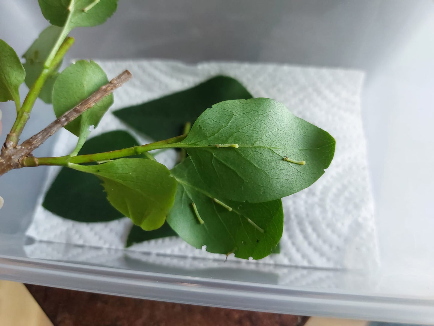 15 x Privet Hawk Moth Larvae – Feeding on Privet - £12.95 - Free P&P