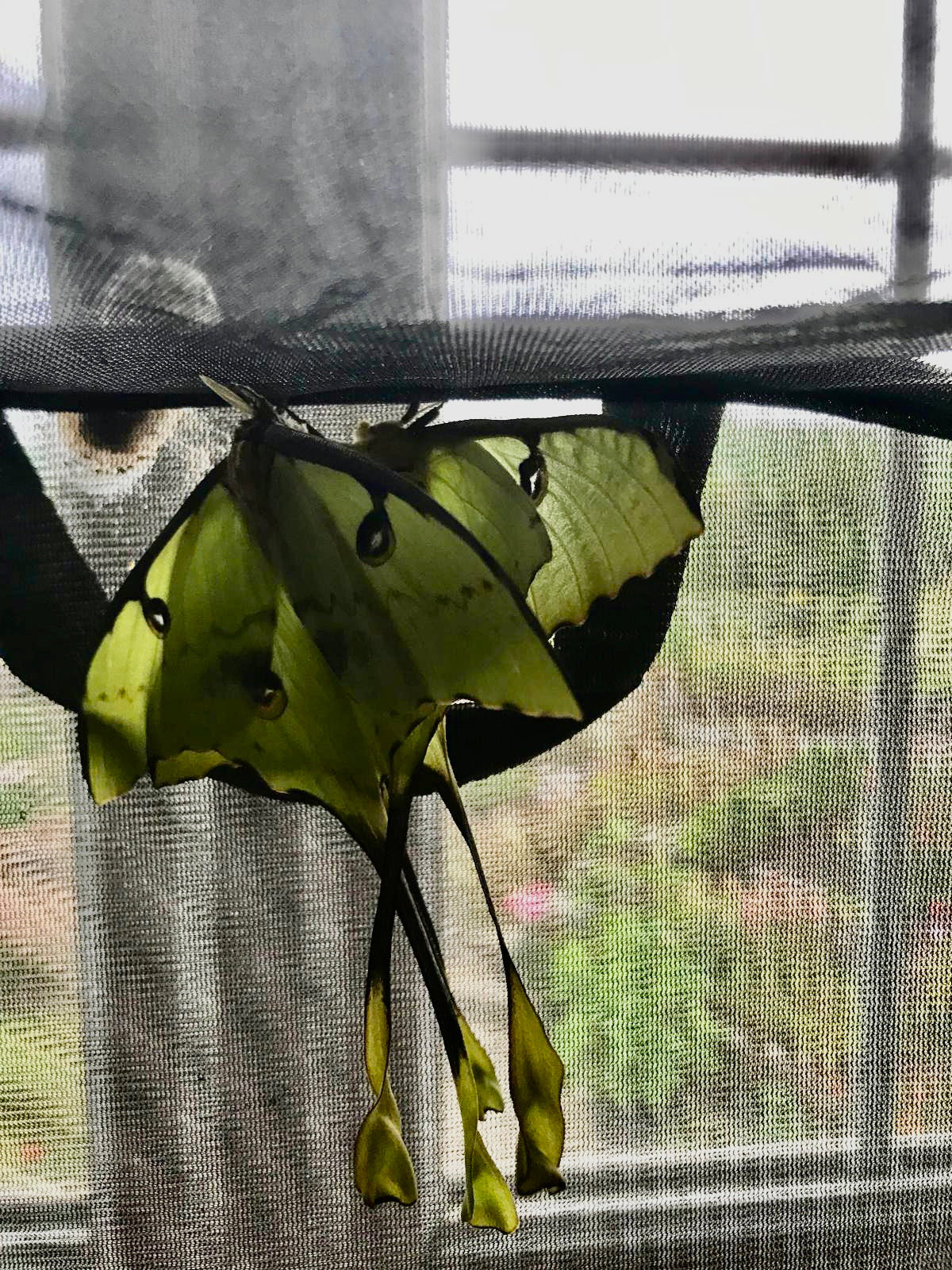 🦋 20 x African Moon Moth Eggs (Argema mimosae) - Premium Quality - Free P&P - £14.95