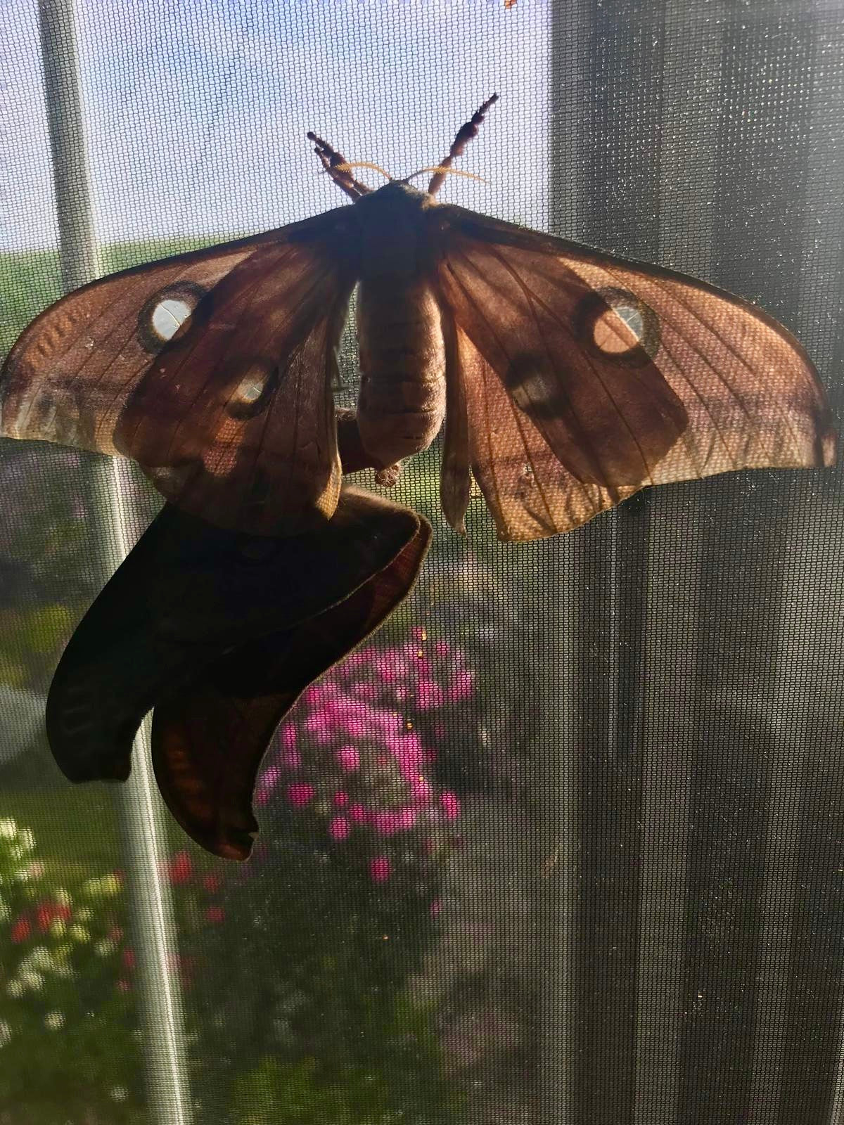 15 Antheraea mylitta Larvae – Tasar Silkmoth | Brambles Bug Basket - Free P&P - £14.95