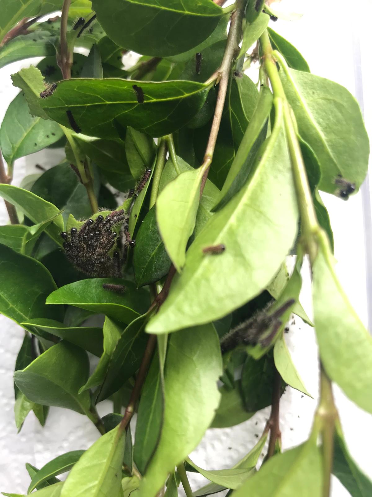 š 20 x Bunaea Alcinoe Eggs | Ultra-Rare Emperor Moth | Ā£14.95 - Free P&P