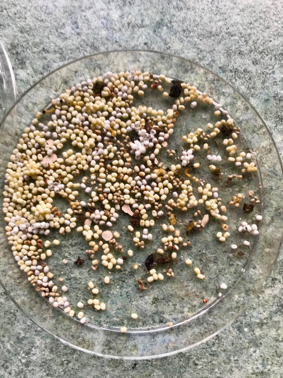 15 x Nudaurelia dione Larvae – African Emperor Moth | Brambles Bug Basket - Free P&P - £14.95