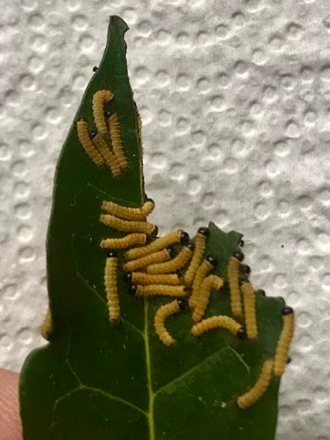 15 x Nudaurelia dione Larvae – African Emperor Moth | Brambles Bug Basket - Free P&P - £14.95