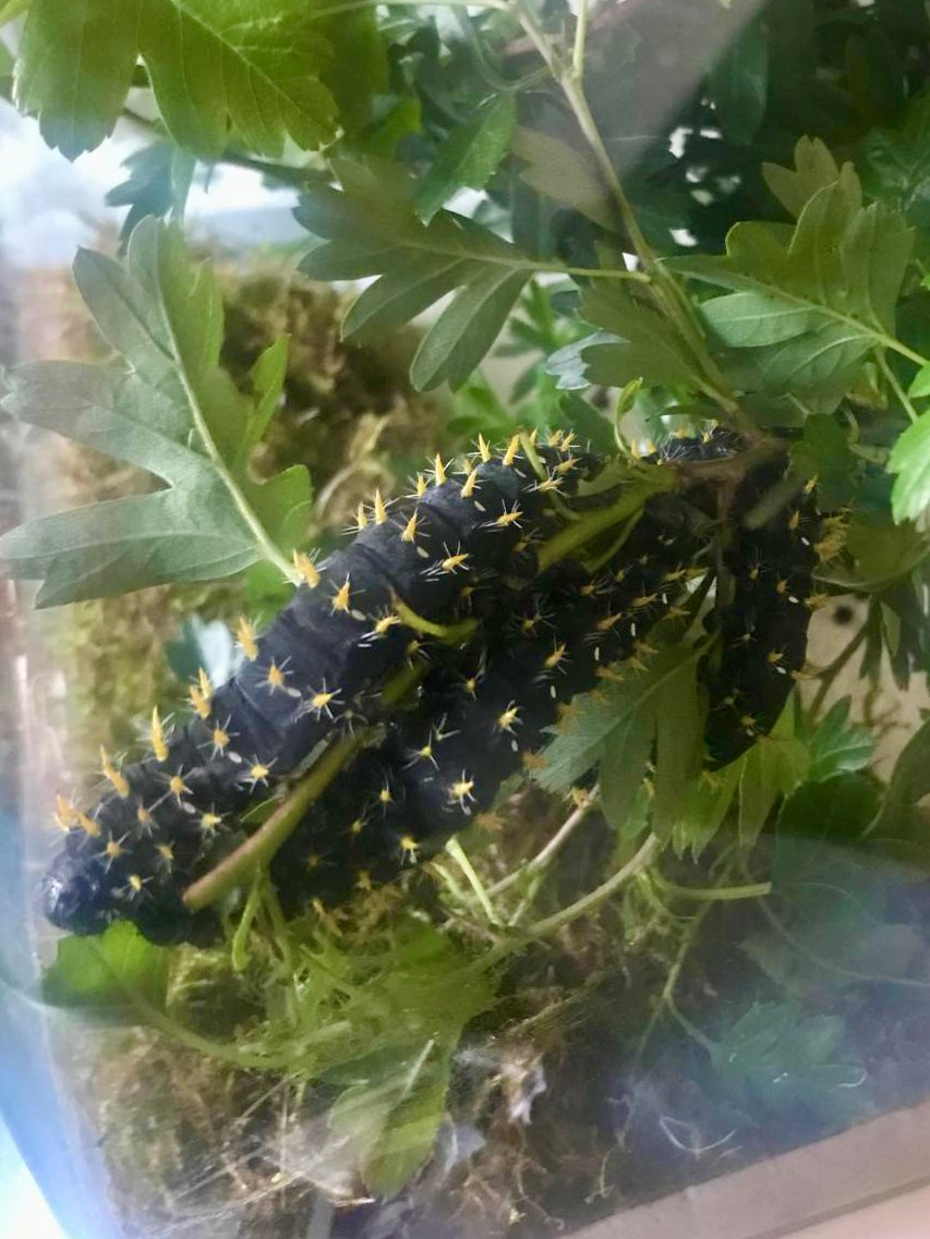 15 x Nudaurelia dione Larvae – African Emperor Moth | Brambles Bug Basket - Free P&P - £14.95