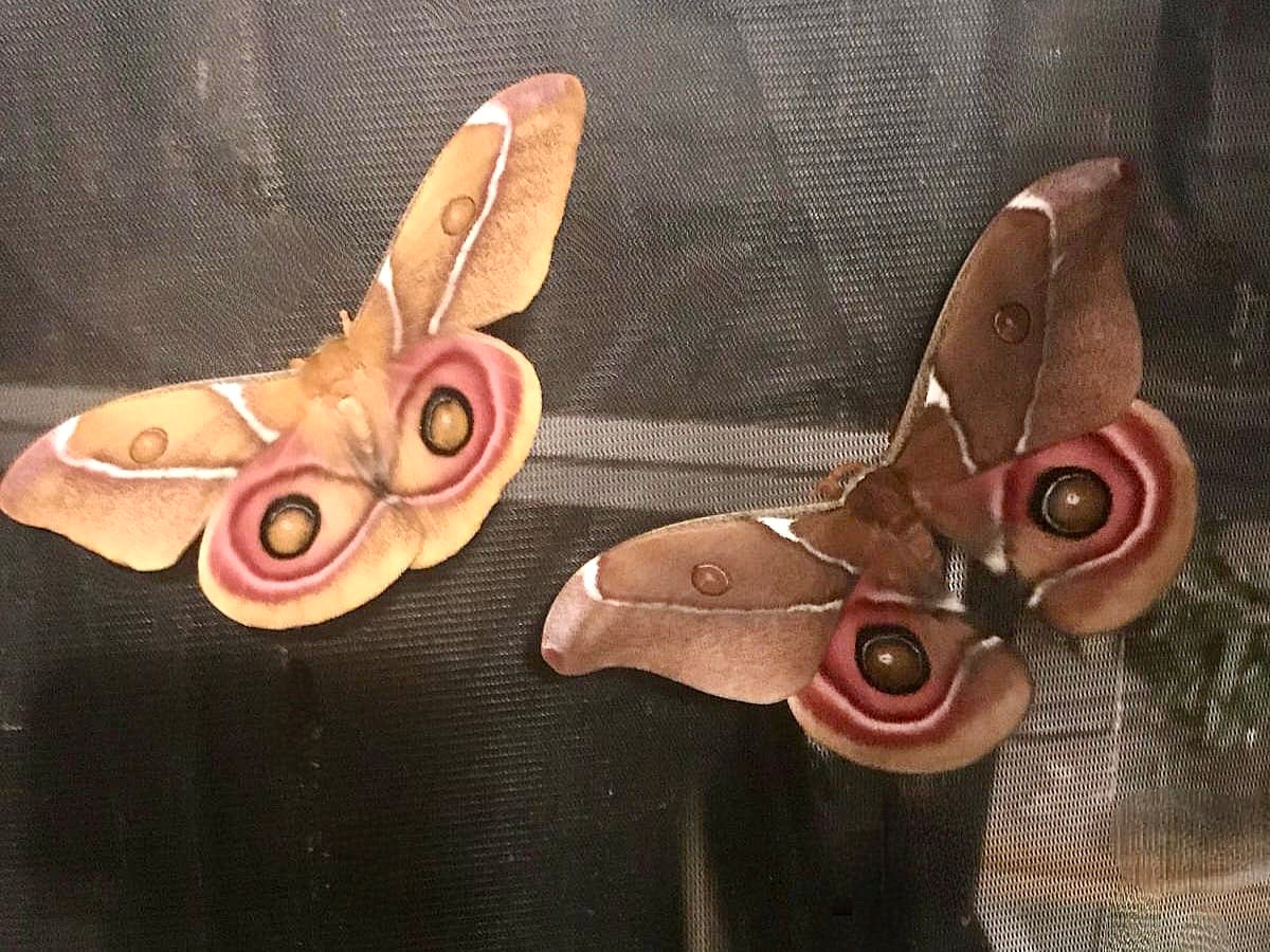 π¦ 20 x Antherina suraka Eggs π¦ β The Madagascar Bullseye Moth - Β£12.95 - Free P&P
