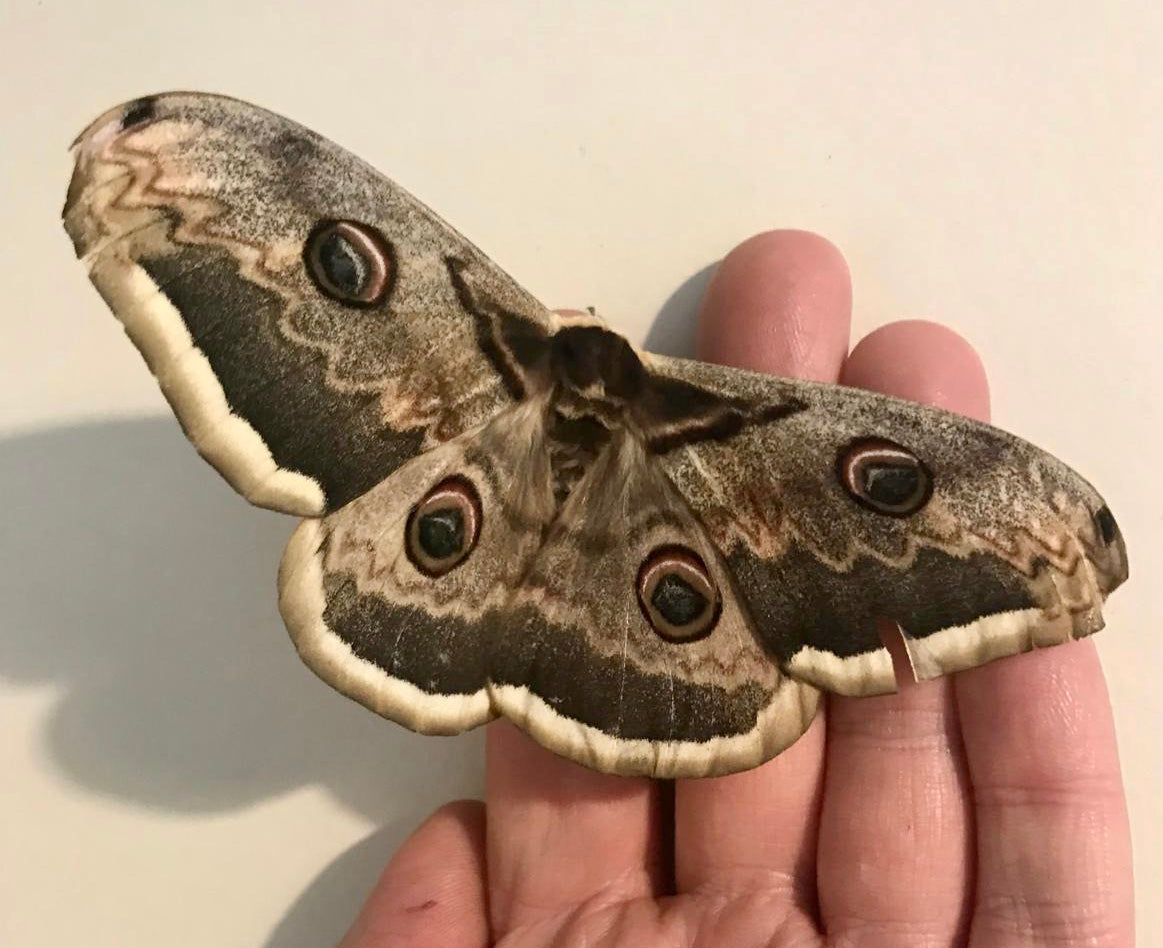 SATURNIA PYRI – GIANT PEACOCK MOTH – 15 Live Larvae (on Hawthorn) - Free P&P