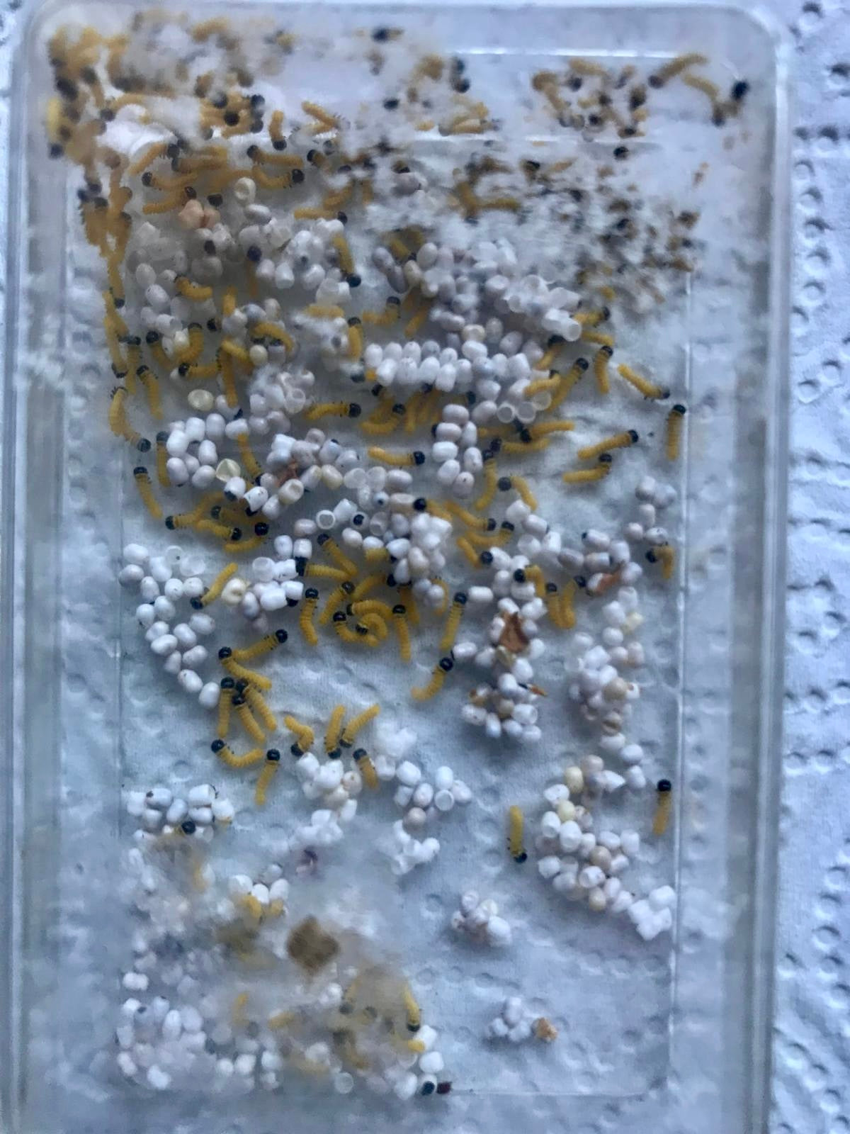 15 x Nudaurelia dione Larvae – African Emperor Moth | Brambles Bug Basket - Free P&P - £14.95