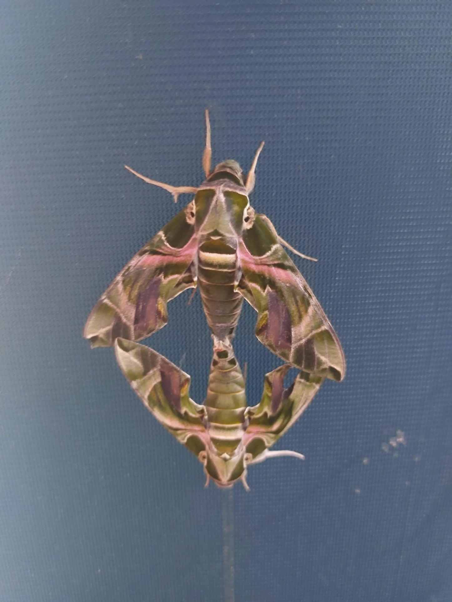 Larvae Level 1 (On Privet) - 15 X Oleander Hawkmoth (Daphnis Nerii)