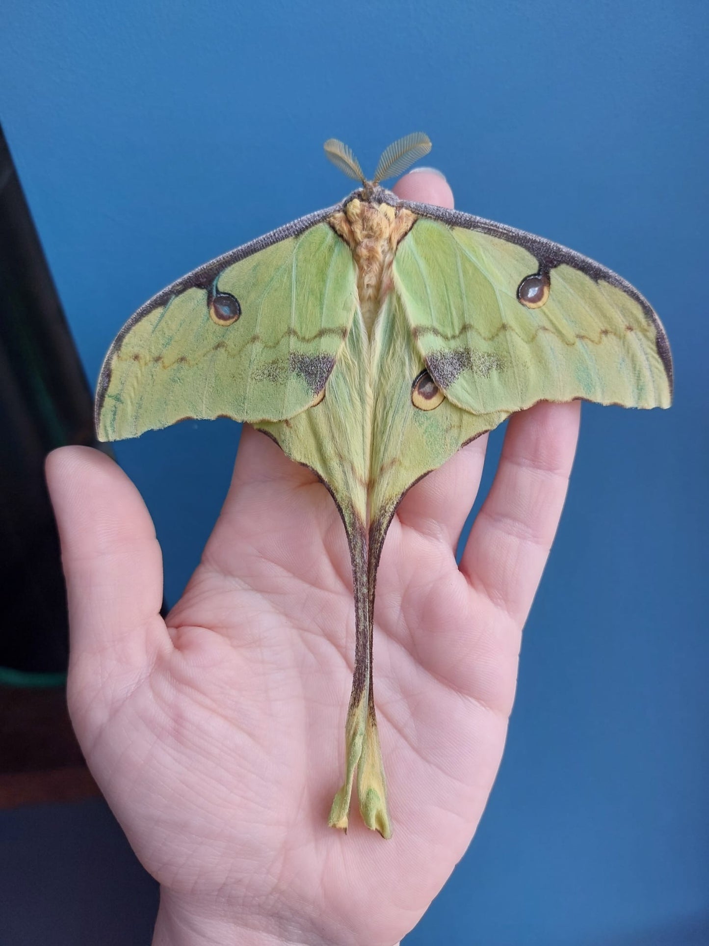 🦋 20 x African Moon Moth Eggs (Argema mimosae) - Premium Quality - Free P&P - £14.95