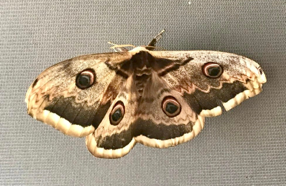 SATURNIA PYRI – GIANT PEACOCK MOTH – 15 Live Larvae (on Hawthorn) - Free P&P