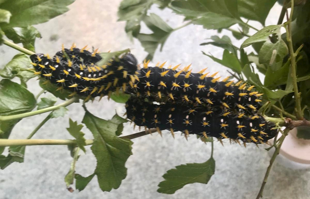 15 x Nudaurelia dione Larvae – African Emperor Moth | Brambles Bug Basket - Free P&P - £14.95