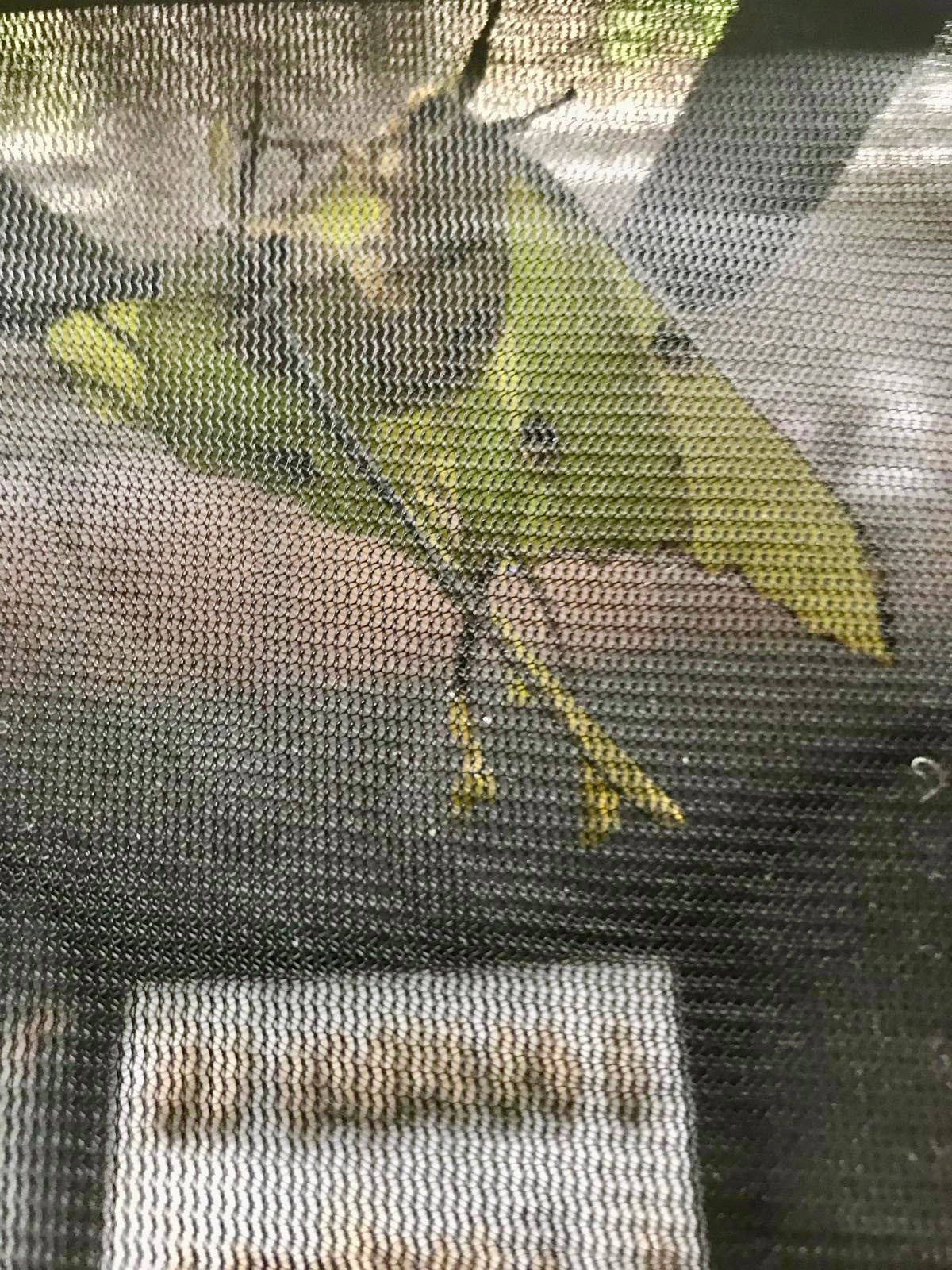 🦋 20 x African Moon Moth Eggs (Argema mimosae) - Premium Quality - Free P&P - £14.95