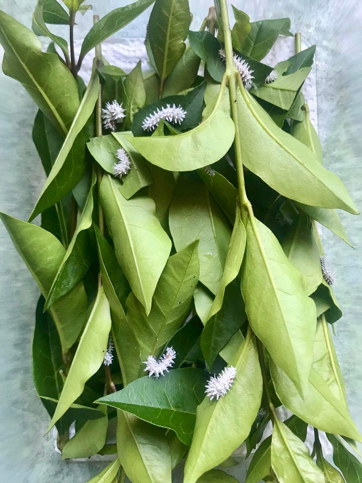 15 x PREMIUM Atlas Moth LARVAE - Attacus Atlas (Thai) - £14.95 - Free P&P