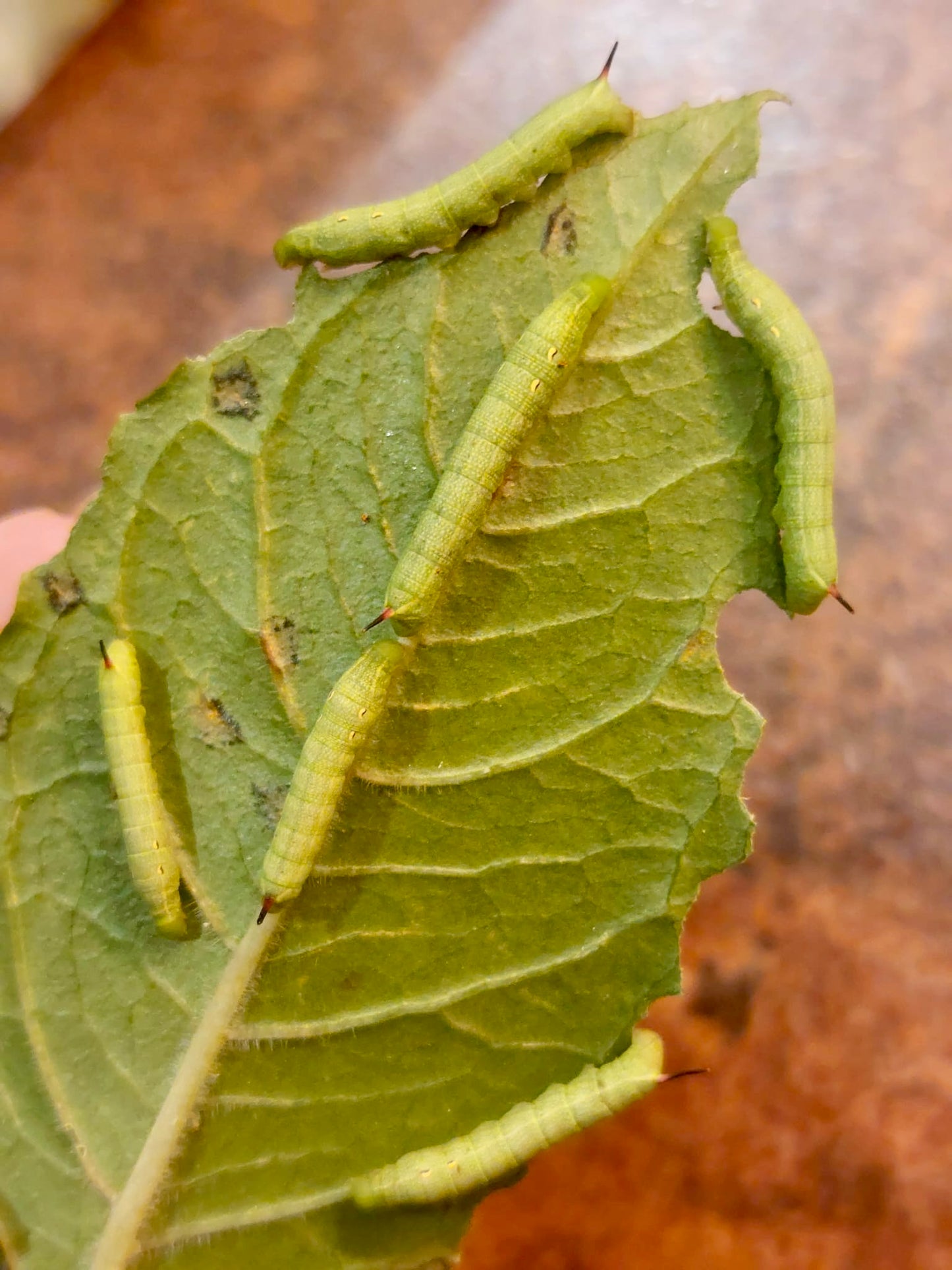 15 x Elephant Hawk Moth Larvae – Feeding on Fuchsia - £12.95 - Free P&P