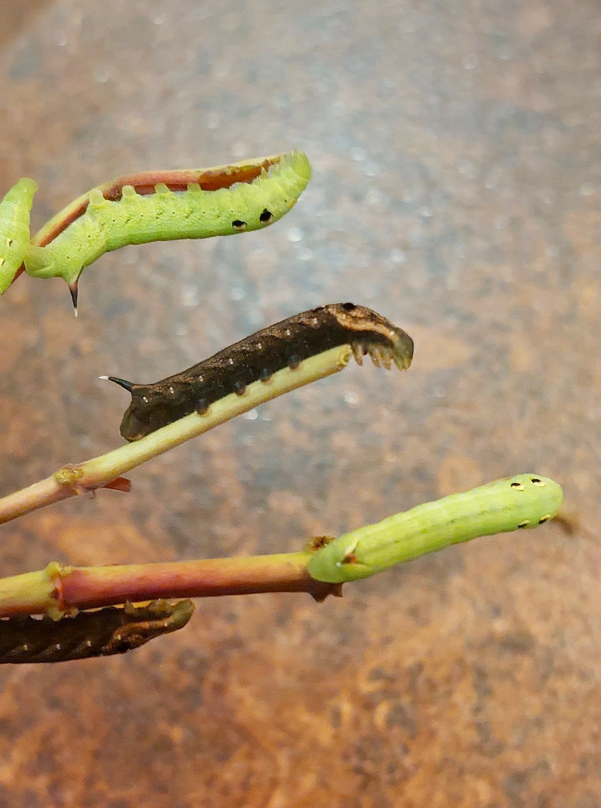 15 x Elephant Hawk Moth Larvae – Feeding on Fuchsia - £12.95 - Free P&P