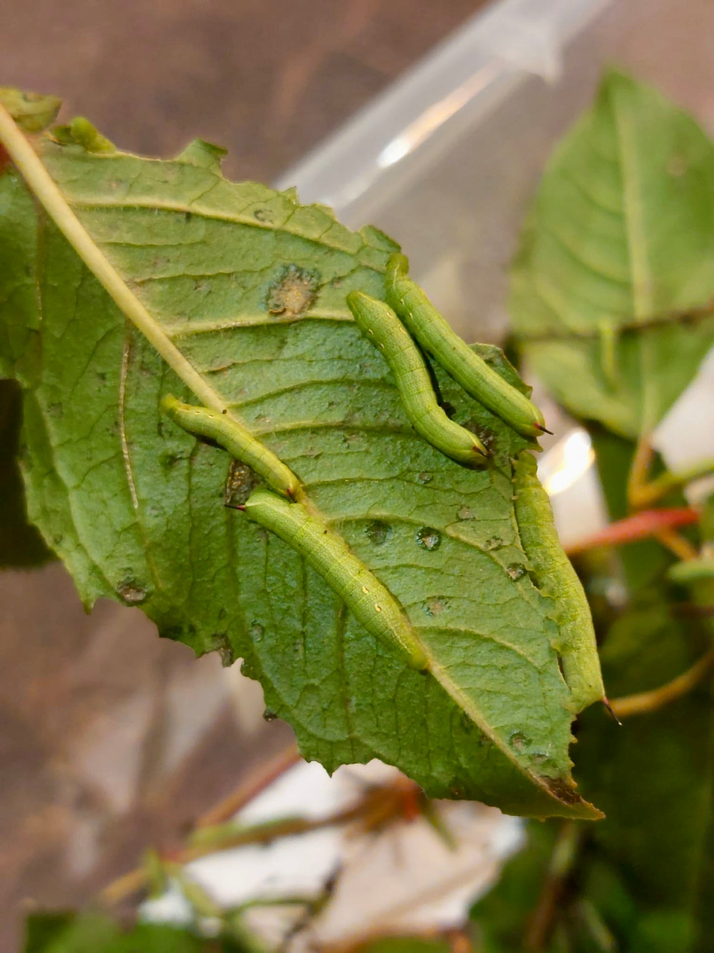 15 x Elephant Hawk Moth Larvae – Feeding on Fuchsia - £12.95 - Free P&P