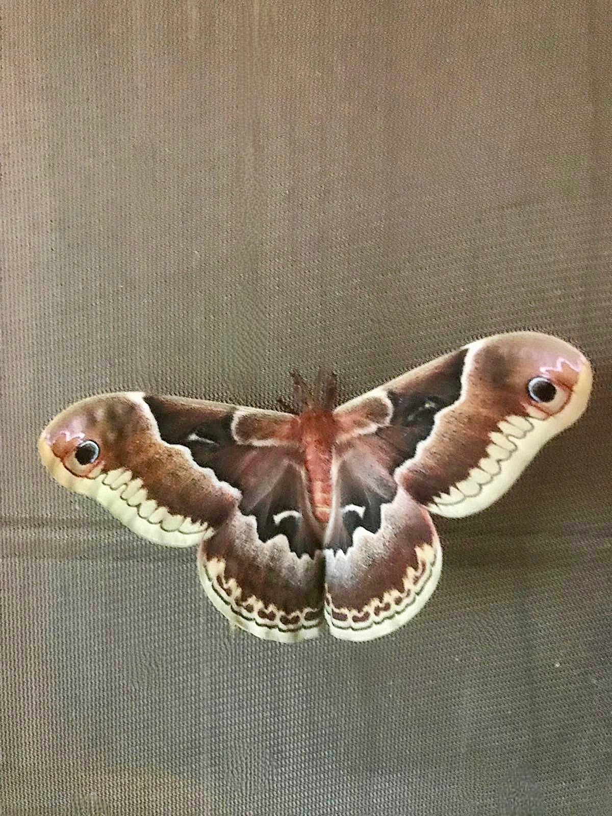 š 15 Cherry Silkmoth Larvae āĀ Callosamia prometheaĀ Caterpillars ā Ā£14.95 - Free P&PĀ š