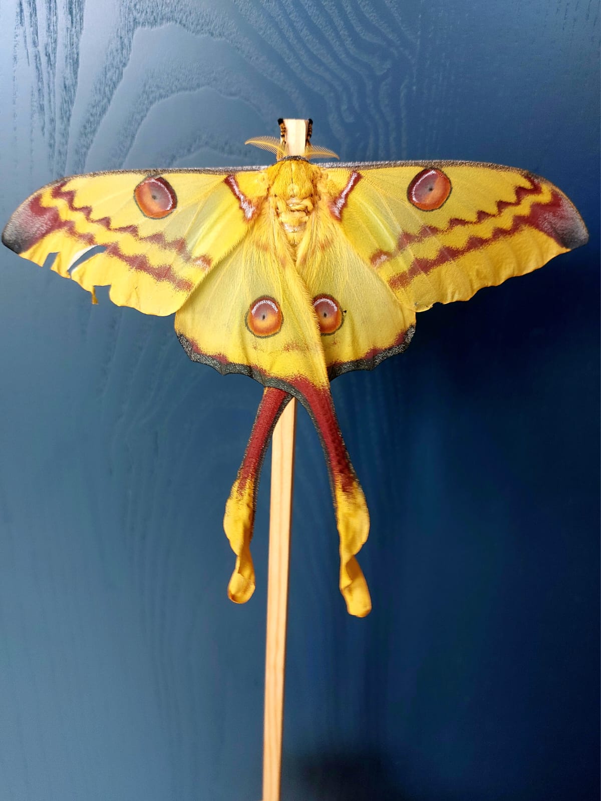 🦋 ULTRA RARE – Argema mittrei Larvae! 🦋 5 x LARGE Larvae for just £12.95 – FREE UK POSTAGE!