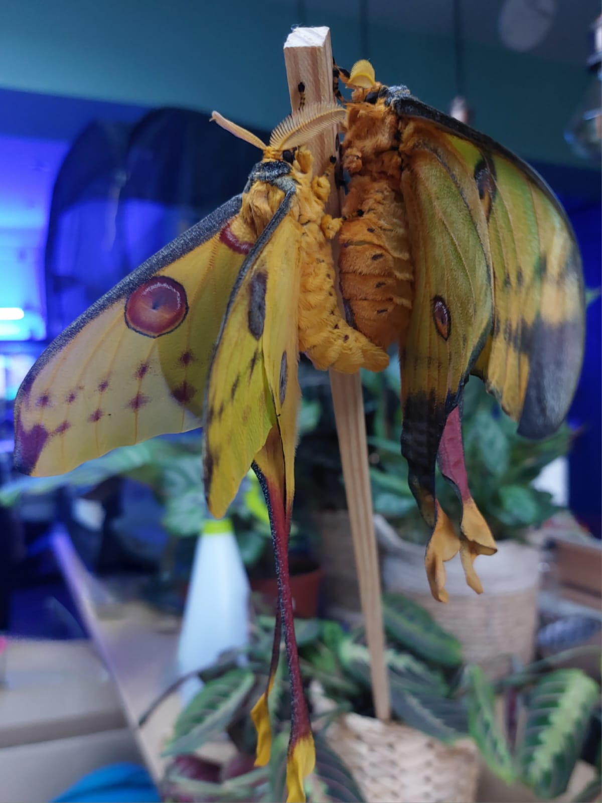 🦋 ULTRA RARE – Argema mittrei Larvae! 🦋 5 x LARGE Larvae for just £12.95 – FREE UK POSTAGE!