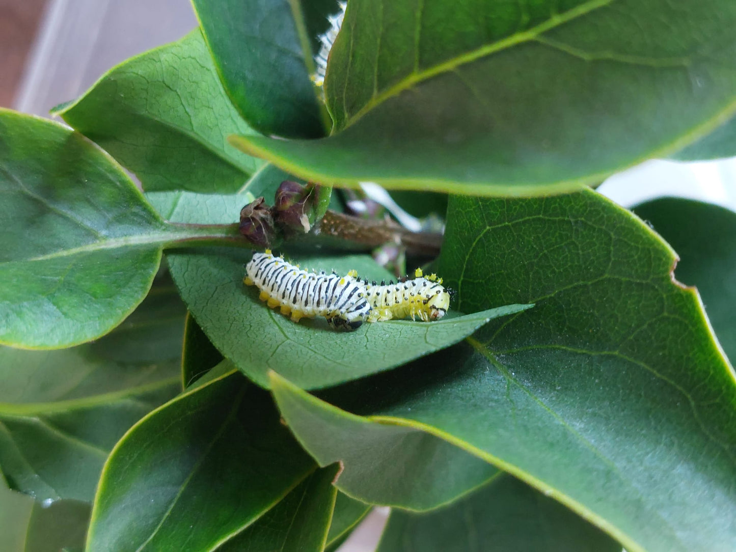 š 15 Cherry Silkmoth Larvae āĀ Callosamia prometheaĀ Caterpillars ā Ā£14.95 - Free P&PĀ š