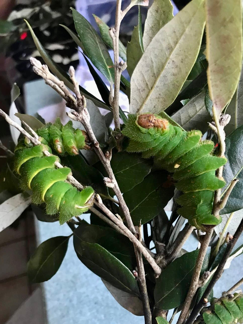 🌟 Buy Antheraea Godmanii Larvae– 15 Ultra-Rare Giant Silk Moth | £19.95 - Free P&P