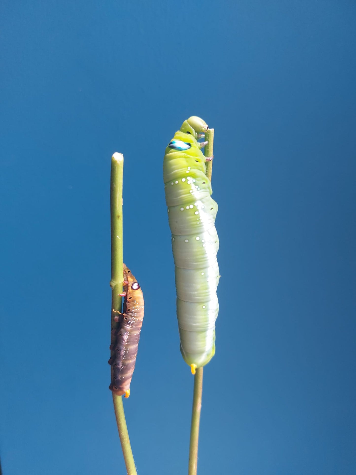Oleander Hawk Moth Larvae – 15 Live Daphnis nerii Caterpillars - Exotic Sphinx Moth Species - Free P&P