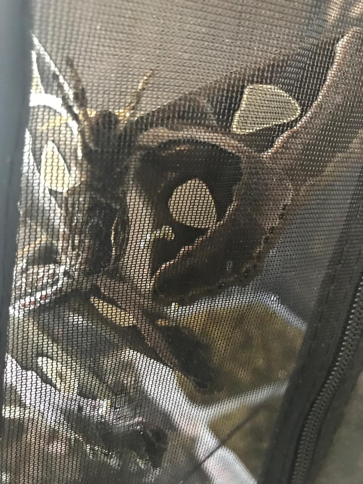 Rothschildia Lebeau Larvae – 15 Premium Lebeau’s Silk Moth Caterpillars - £14.95 - Free P&P