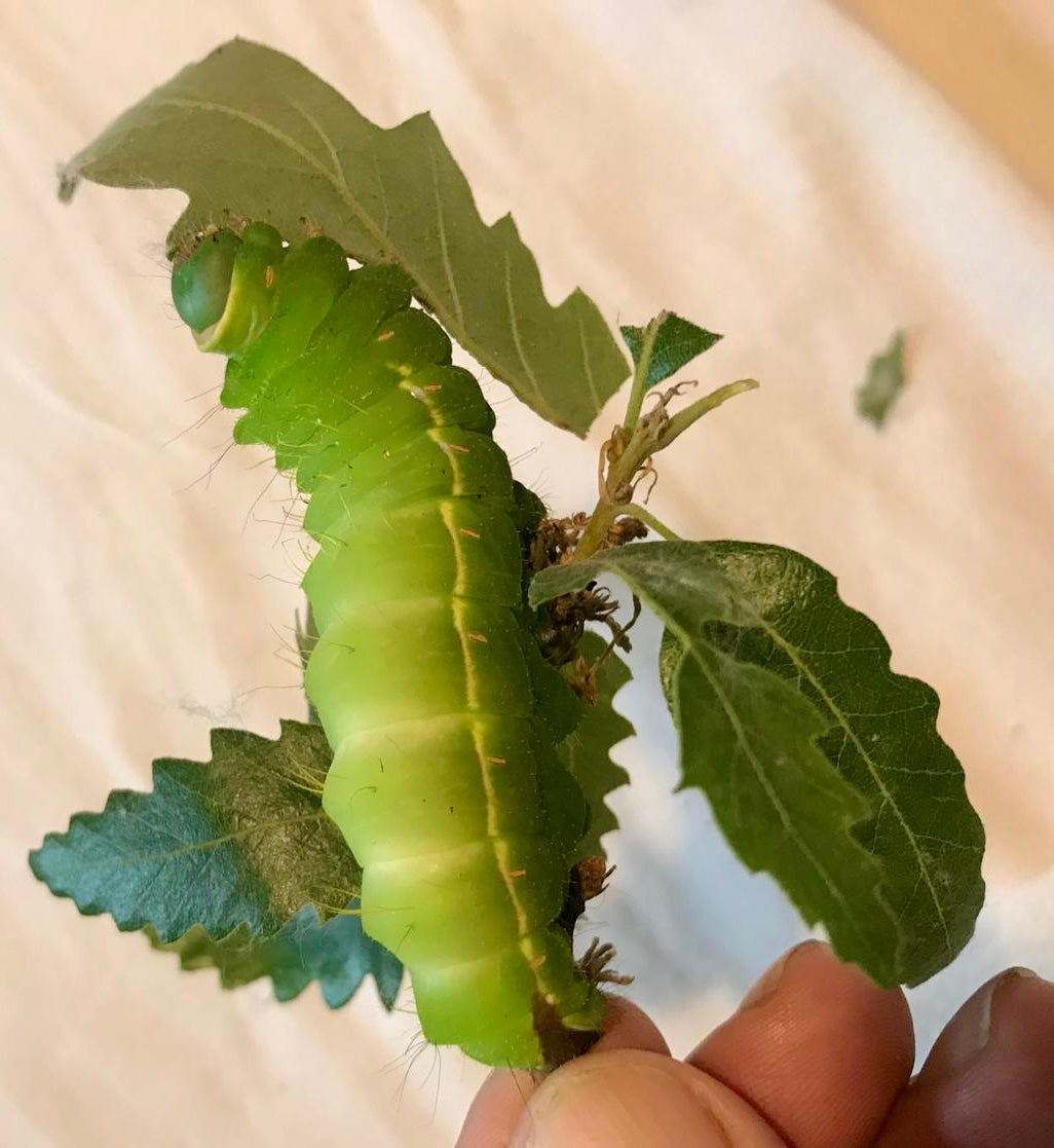 20x Antheraea yamamai Eggs – Japanese Oak Silkmoth - £12.95 - Free P&P