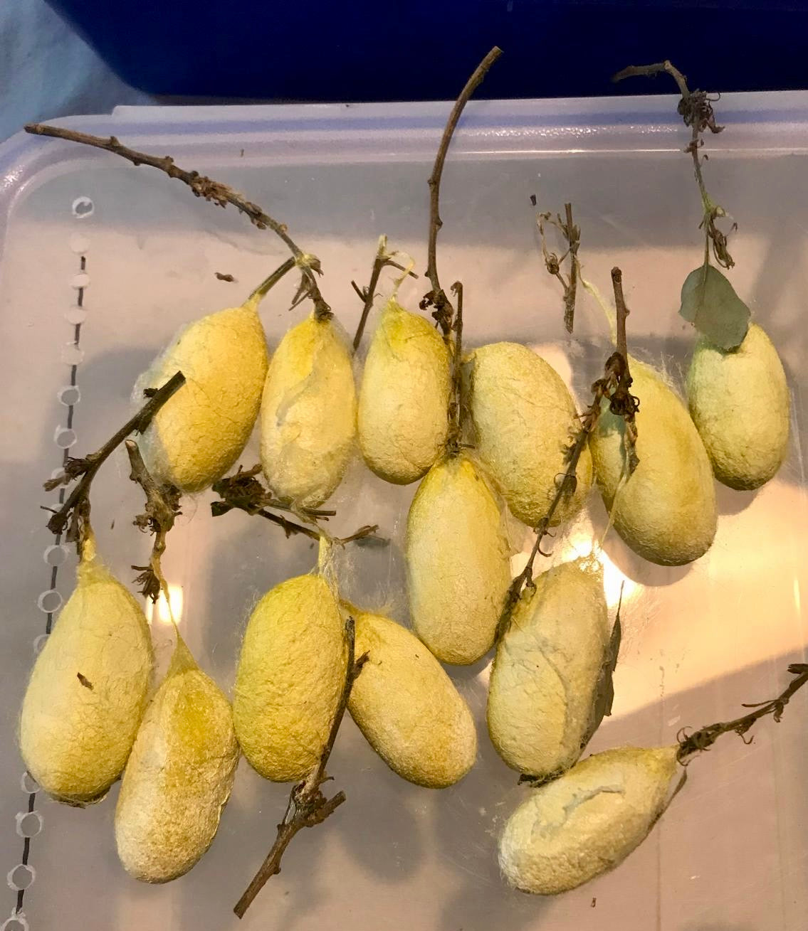 20x Antheraea yamamai Eggs – Japanese Oak Silkmoth - £12.95 - Free P&P